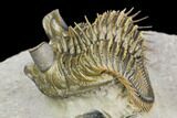 Tower Eyed Erbenochile Trilobite - Stunning! #125141-5